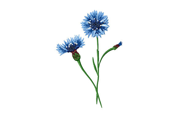 Bouquet of Cornflowers Embroidery Review